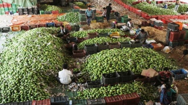 సింగపూర్‌కు ఆంధ్రా బంగినపల్లి మామిడి...