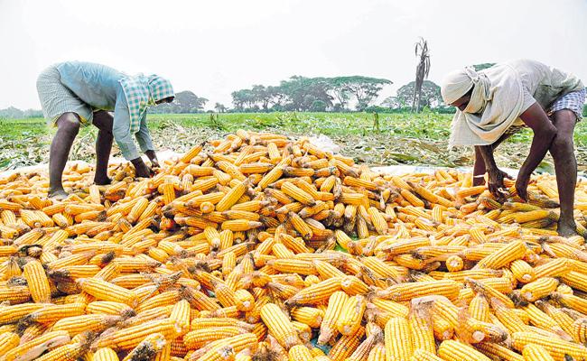 వరంగల్‌ మార్కెట్‌లో రికార్డు ధర...